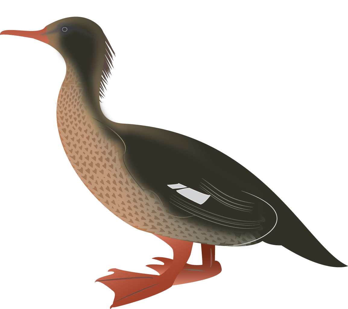 Auckland Island Merganser