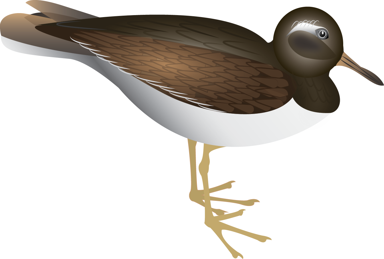 Auckland Island shore Plover