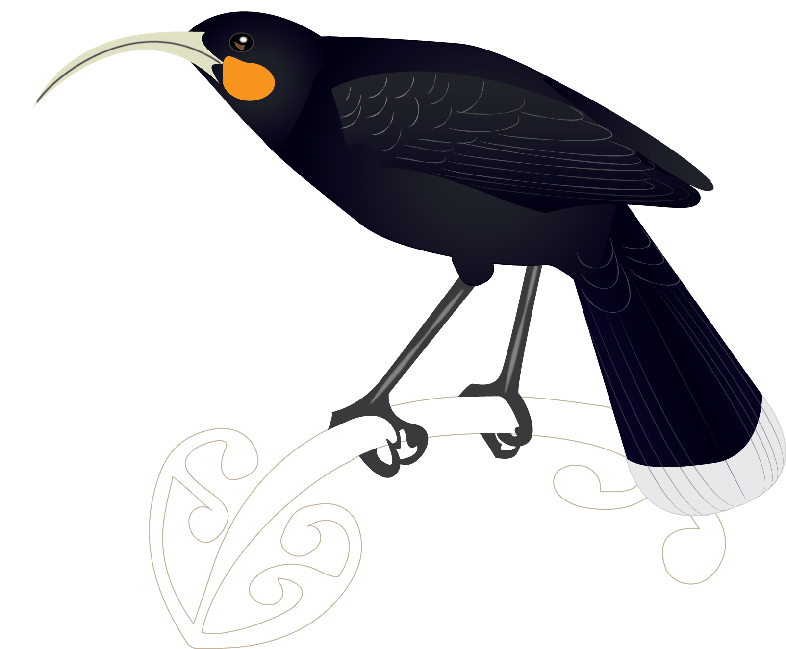 Lost Birds Of New Zealand Illustrations