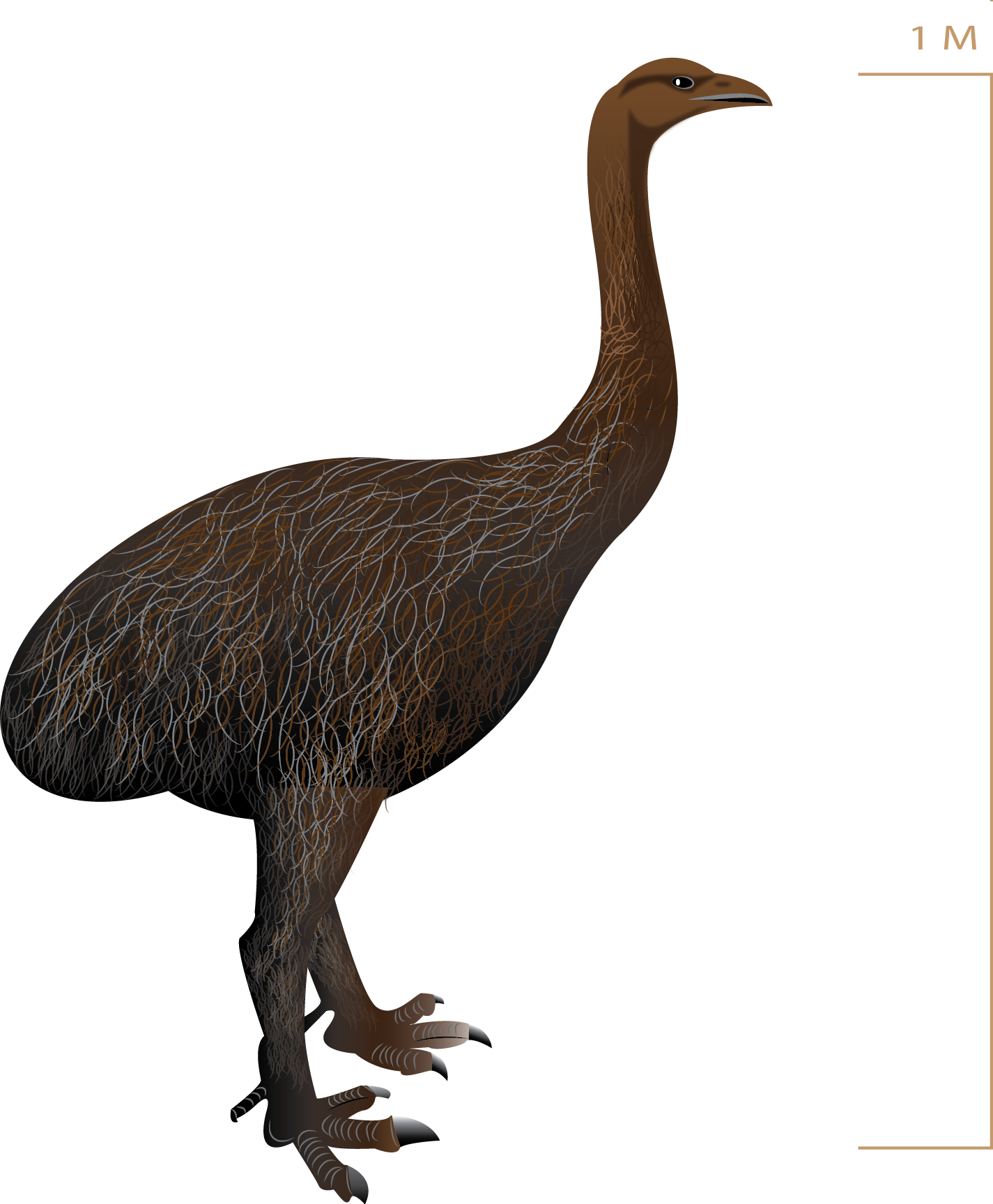 Upland Moa