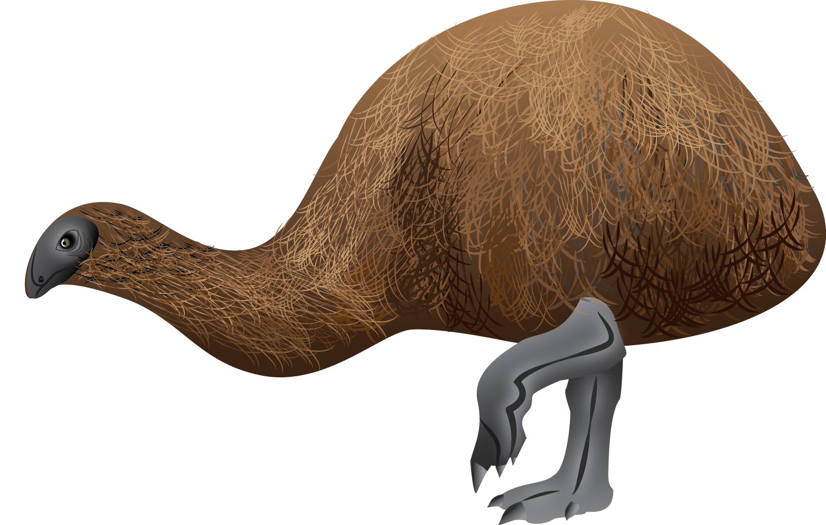 Broad-billed Moa