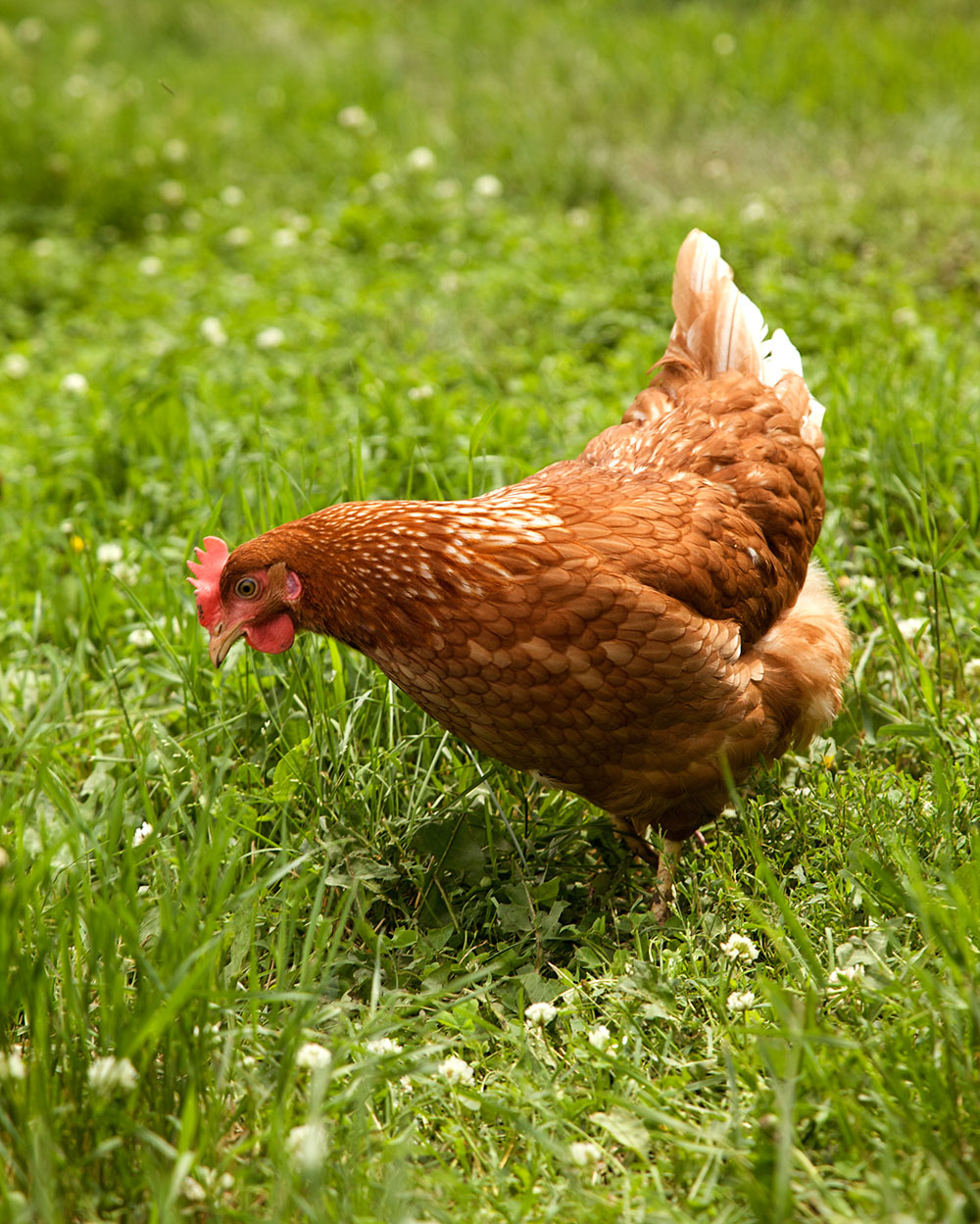 Hen in grass