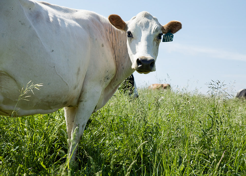 PastureLand Dairy Co-op