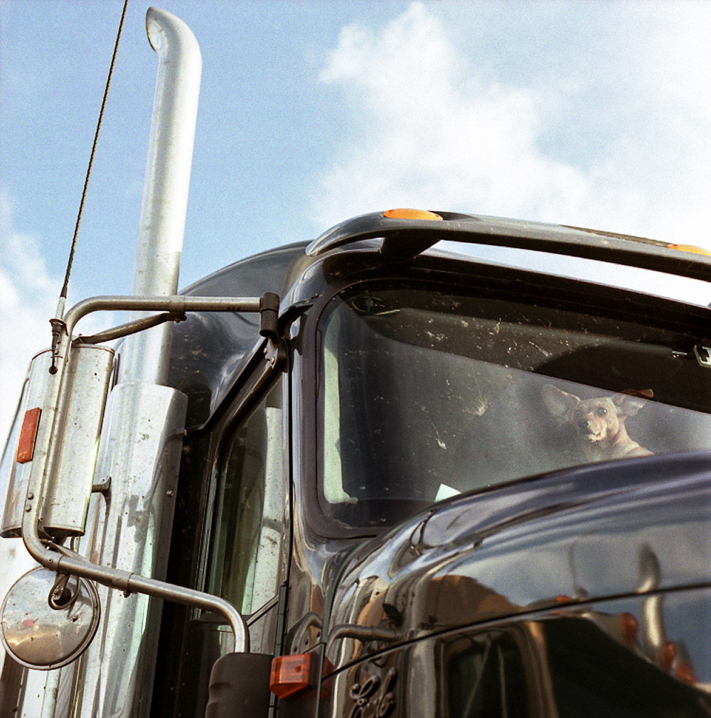 Dachshund Keeping Watch